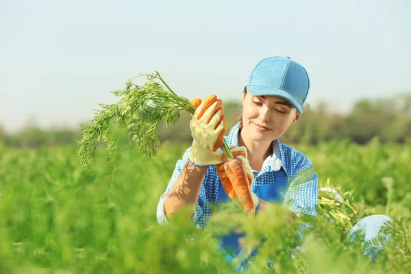 Agricultora que trabaja en el campo de zanahoria —  Fotos de Stock