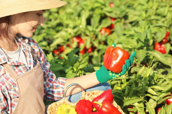 Agricultora que trabaja en el campo —  Fotos de Stock