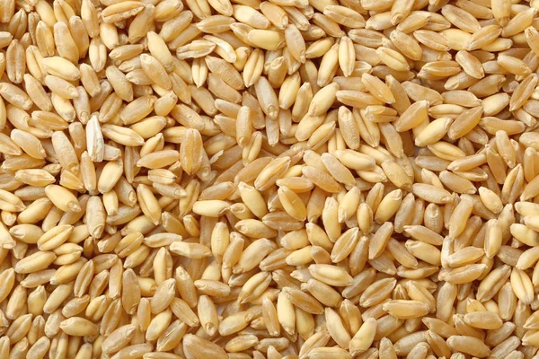 Ripe wheat grass seeds — Stock Photo, Image