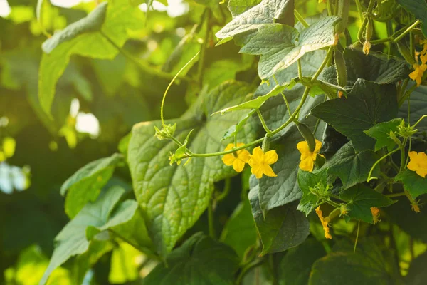 Cucumber plant with blossom — Stock Photo, Image