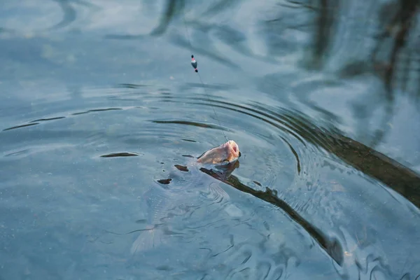 Ferskvannsfisk på krok – stockfoto