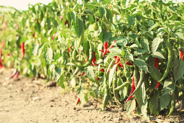 Chili peppers on bushes in garden — Stock Photo, Image