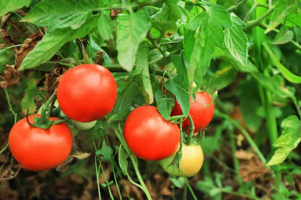 Bahçede olgun domates — Stok fotoğraf