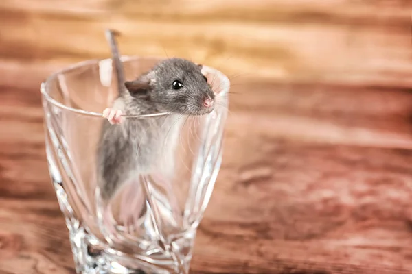 Cute funny rat in glass Stock Photo