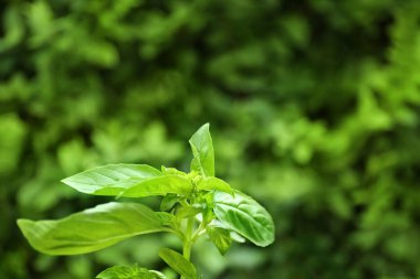 taze fesleğen bitki 