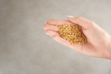  buğday çim tohumları 