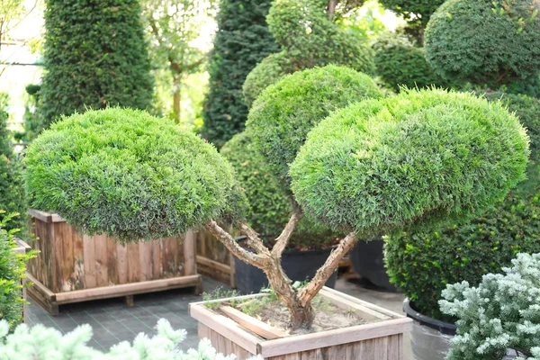 Plantas de coníferas en hermoso jardín — Foto de Stock