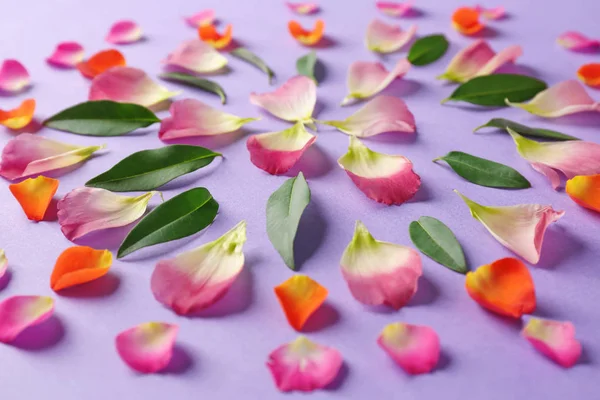 Hermosa composición con pétalos de flores — Foto de Stock