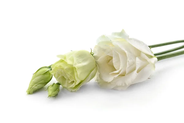 Lindas flores em branco — Fotografia de Stock