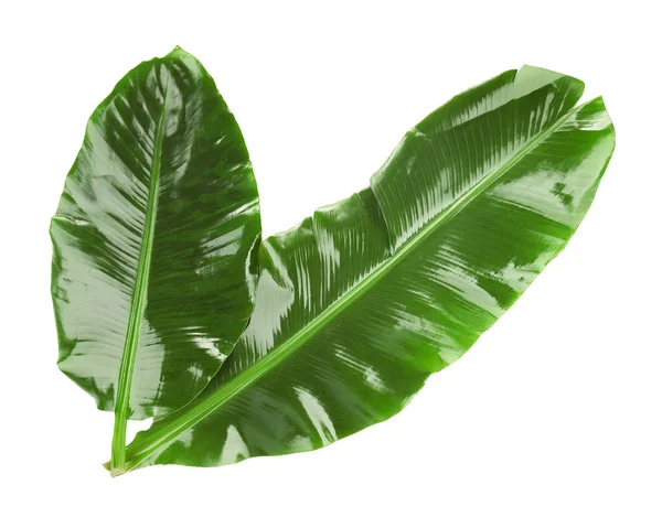 Green banana leaves — Stock Photo, Image