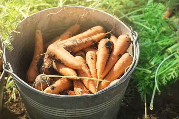 Metal bucket with ripe carrots — Stock Photo, Image