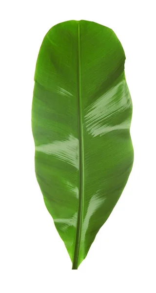 Green banana leaf — Stock Photo, Image