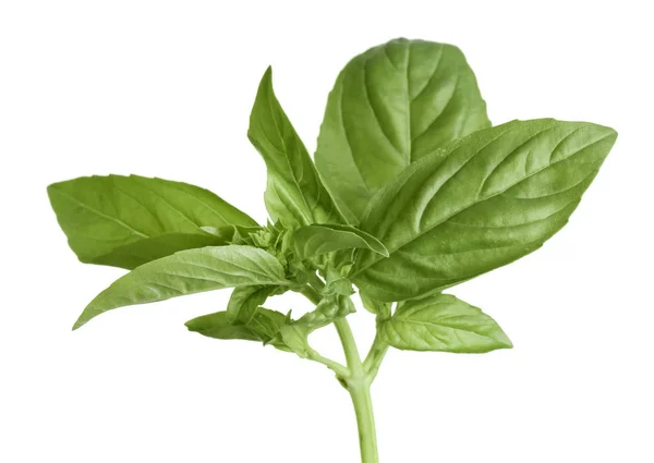 Fresh basil plant — Stock Photo, Image