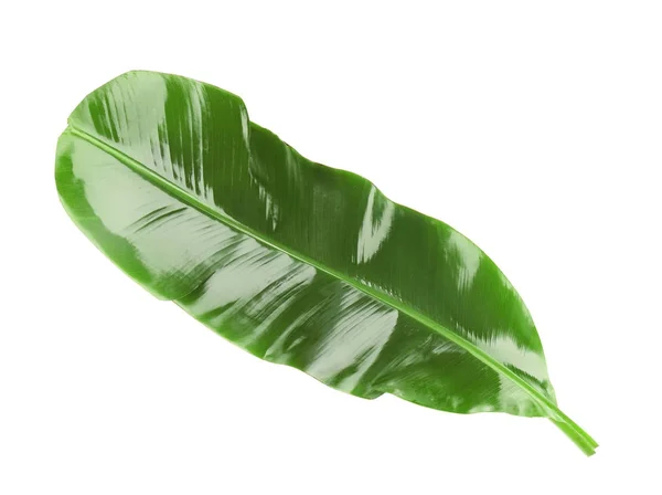 Green banana leaf — Stock Photo, Image