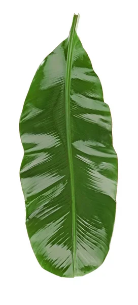 Green banana leaf — Stock Photo, Image