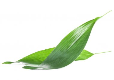 beyaz arkaplanda yeşil yapraklar