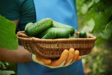 Sera, closeup salatalık ile hasır kase tutarak erkek çiftçi