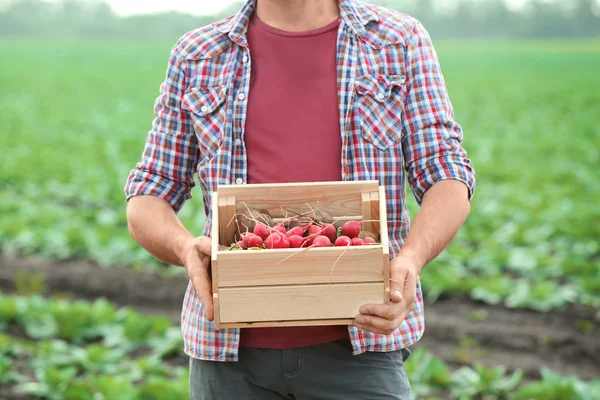 Agricultor masculino segurando caixa de madeira com legumes no campo — Fotografia de Stock