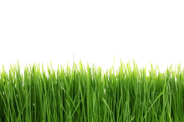 Green wheat grass on white background — Stock Photo, Image