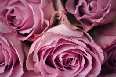 Güzel pembe güller 