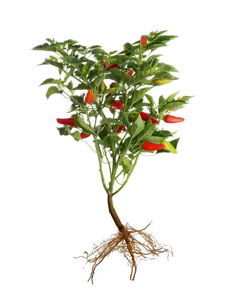 Arbusto de chile con raíz — Foto de Stock