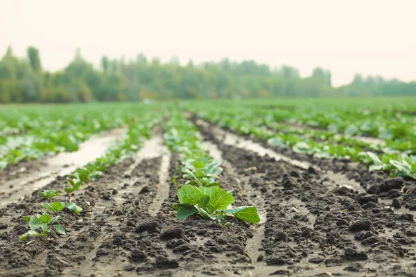 Cabbage sprouts in field — Stock Photo, Image