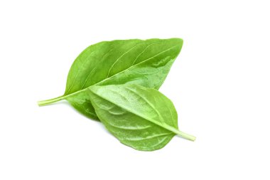 organik taze fesleğen