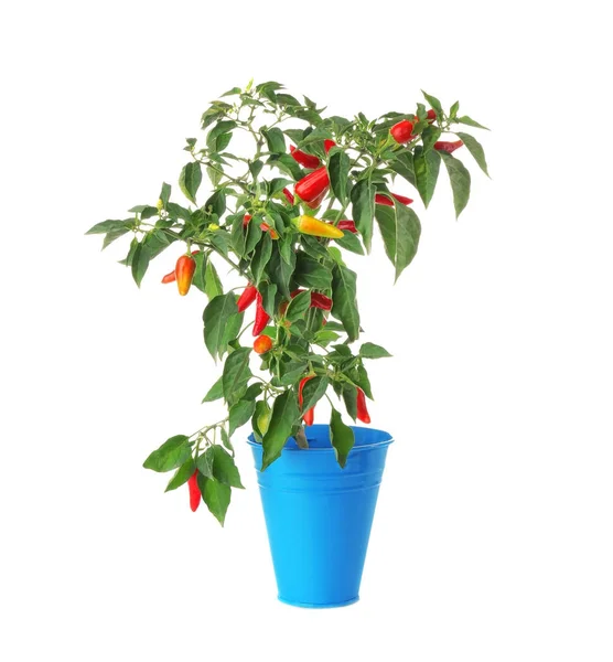 Arbusto de chile en maceta — Foto de Stock