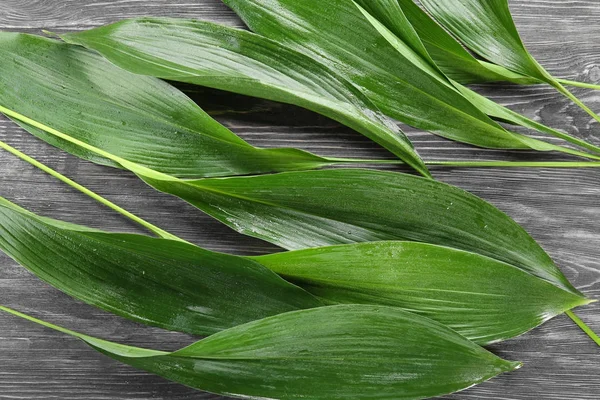 Hojas verdes húmedas — Foto de Stock