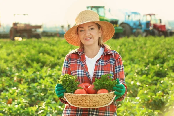 Exploitation agricole femelle panier en osier avec légumes dans le champ — Photo