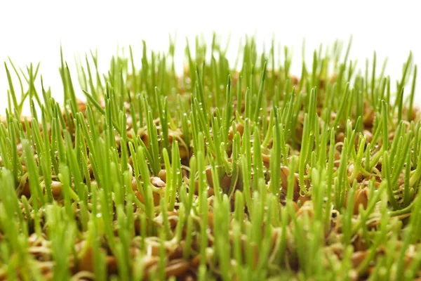 Beyaz arka planda, closeup taze buğday çimen — Stok fotoğraf