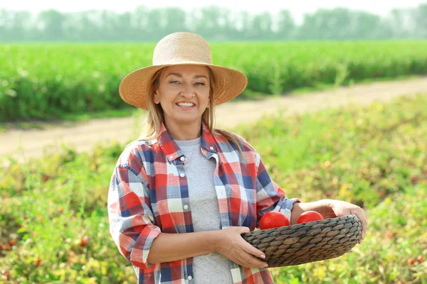 Жінка-фермер тримає плетену миску з помідорами на полі — стокове фото
