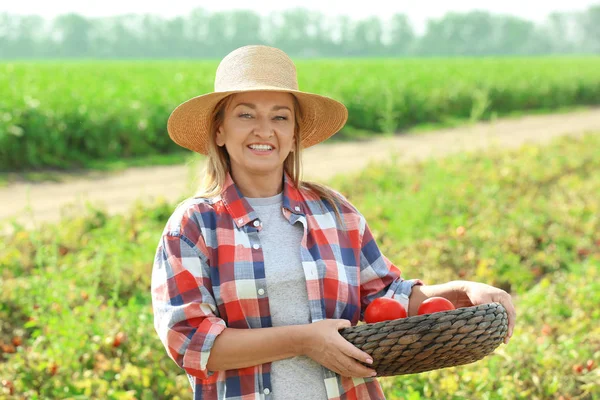 Exploitation agricole femelle bol en osier avec tomates dans le champ — Photo