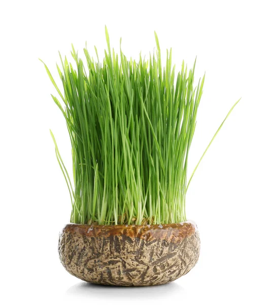 Зеленая трава пшеницы в цветочном горшке — стоковое фото