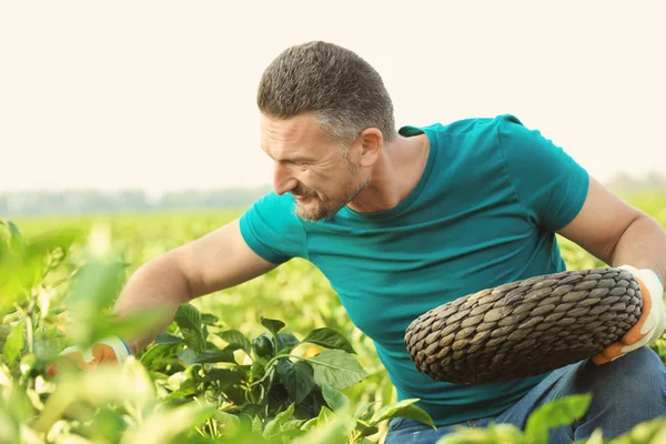 Landwirt bei der Feldarbeit — Stockfoto