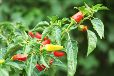 Bush sera, closeup içinde Chili peppers