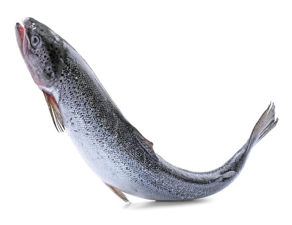 Свежий сырой лосось
