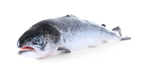 Verse rauwe zalm — Stockfoto