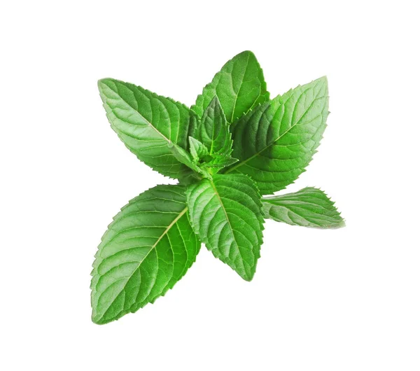 Menta fresca isolata su bianco — Foto Stock