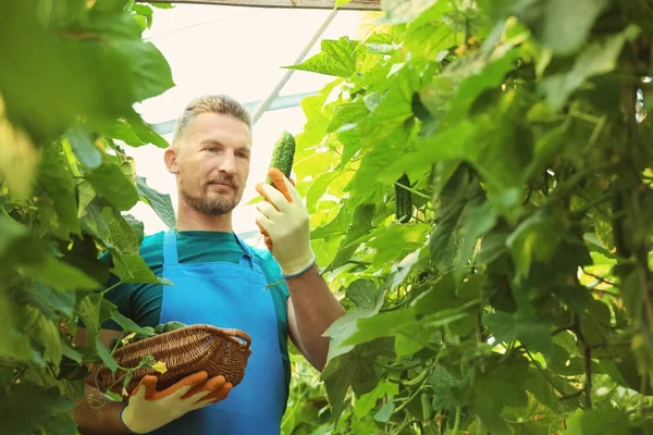 Male farmer working in greenhouse — Stock Photo, Image