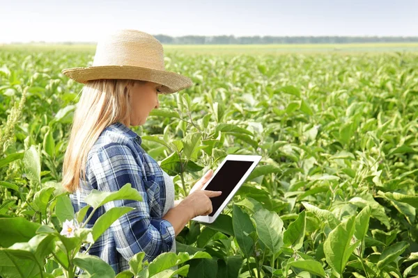 Жінка-фермер з планшетним комп'ютером у полі — стокове фото