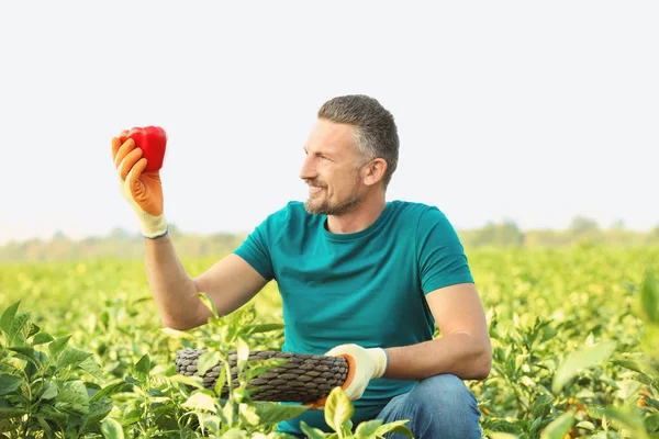 Landwirt bei der Feldarbeit — Stockfoto