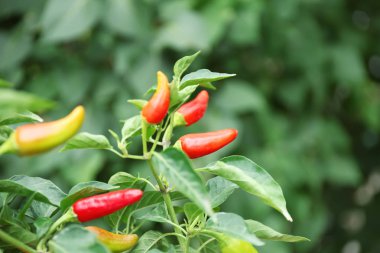 Bush sera, closeup içinde Chili peppers