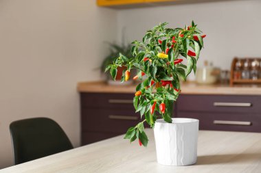 Saksı masada kapalı ormanda Chili biber
