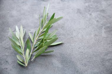 Yeşil gri arka plan üzerinde çırpı