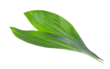 beyaz arkaplanda yeşil yapraklar