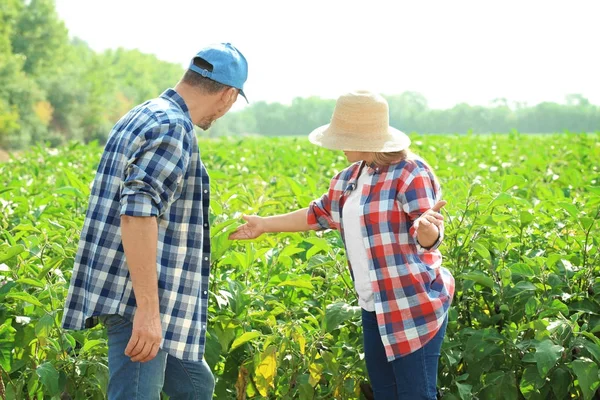 Zwei Bauern am sonnigen Tag auf dem Feld — Stockfoto