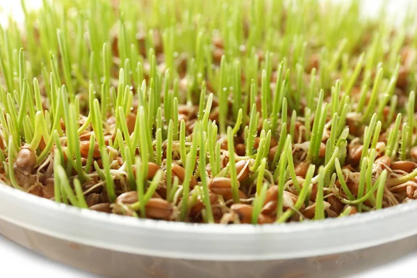 Fresh wheat grass in plate, closeup — Stock Photo, Image