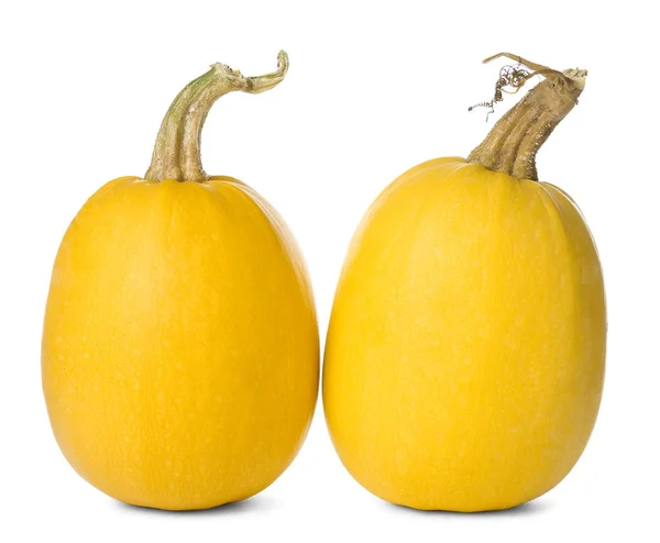 Ripe spaghetti squashes — Stock Photo, Image