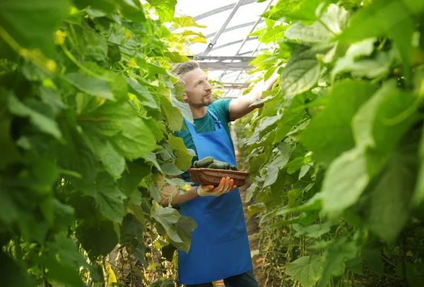 Male farmer working in greenhouse — Stock Photo, Image